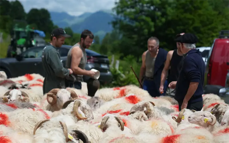 Des bergers sont autour d'un troupeau, les brebis sont identifiées avec une marque rouge