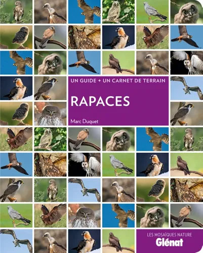 Rapaces Glenat mosaiques.jpg